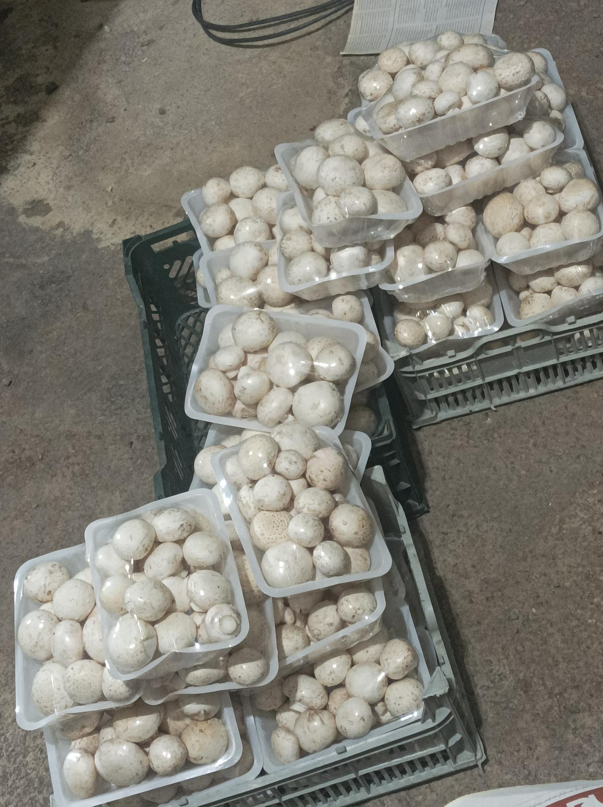 عکس پرورش قارچ ارسباران