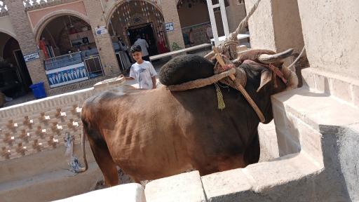 عکس گاو چاه سنتی