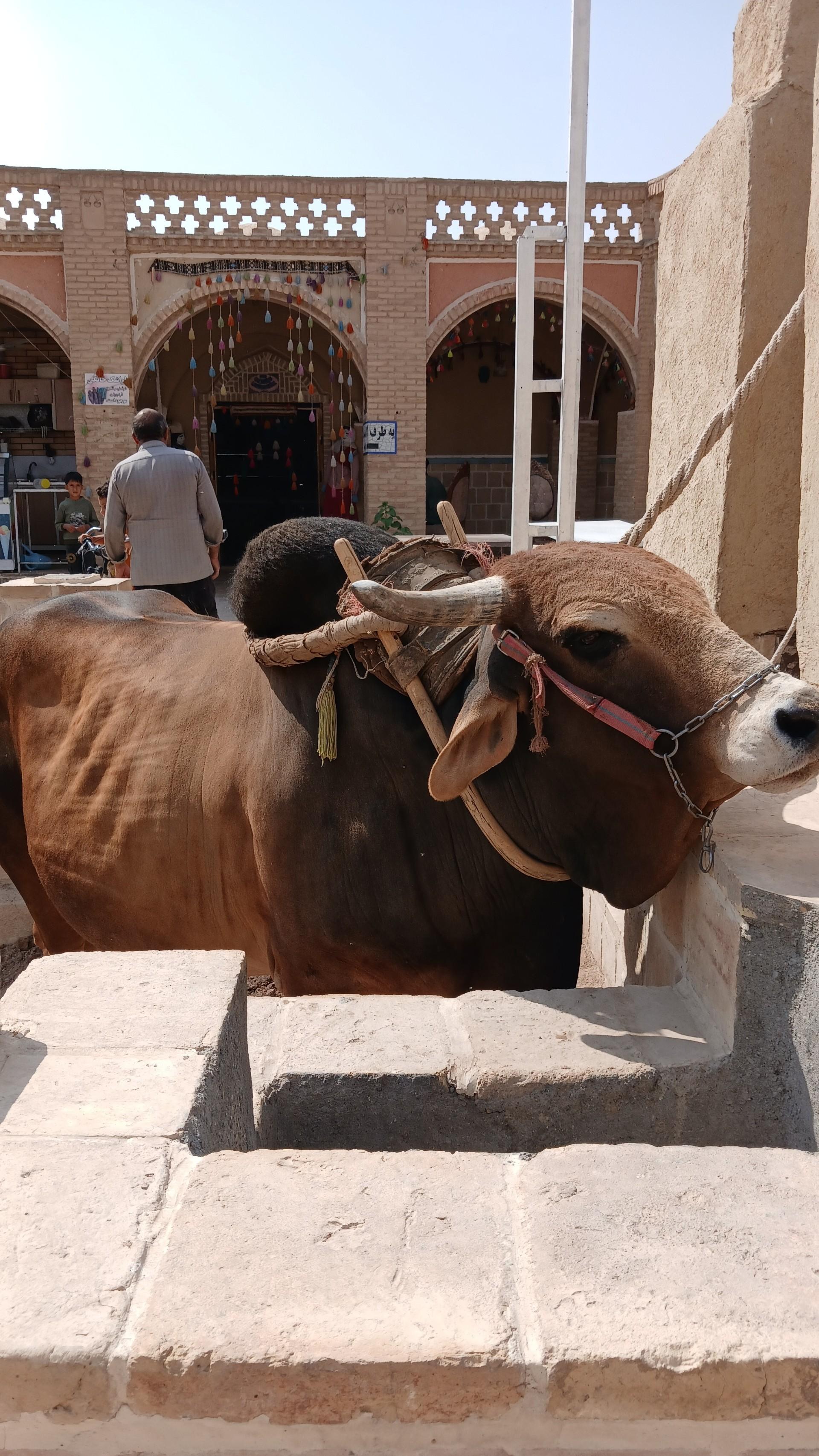 عکس گاو چاه سنتی