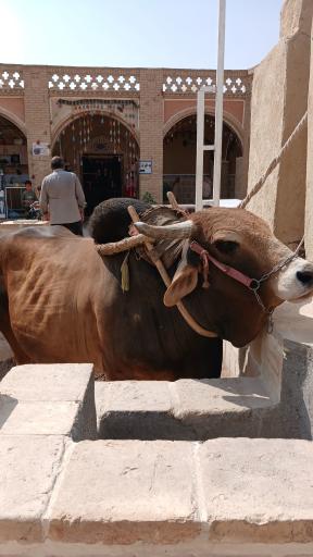عکس گاو چاه سنتی