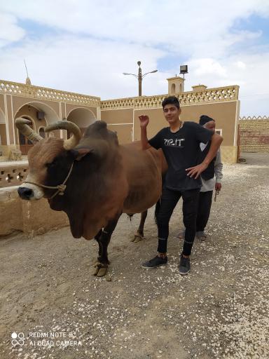 عکس گاو چاه سنتی