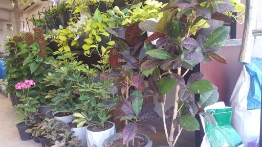 عکس گل فروشی گلستان علیرضا