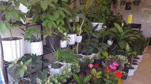 عکس گل فروشی گلستان علیرضا