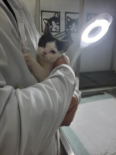 عکس کلینیک دامپزشکی و پت شاپ پیچا