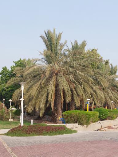عکس جزیره خارک 