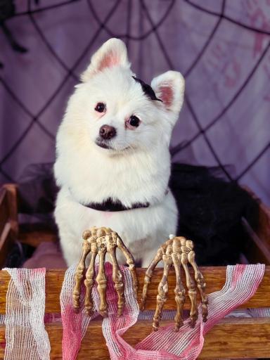 عکس کلینیک دامپزشکی پرشان