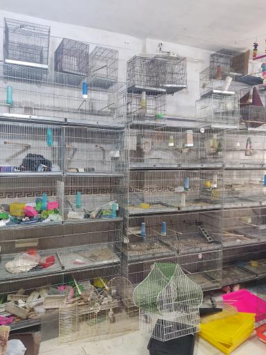 عکس پرنده سرای سیمرغ