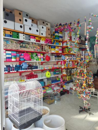 عکس پرنده سرای سیمرغ