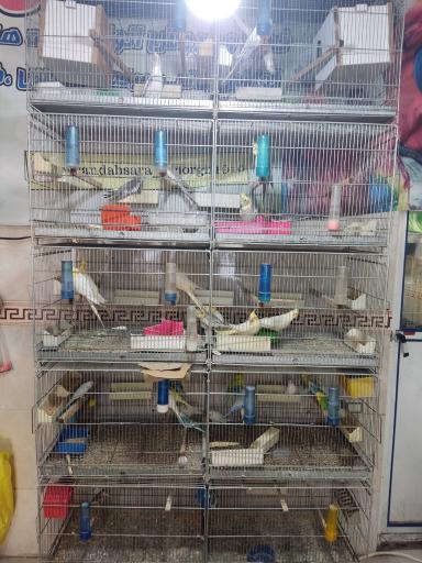 عکس پرنده سرای سیمرغ