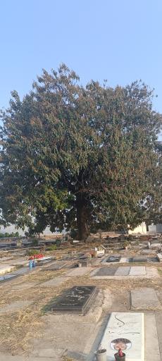 عکس امام زاده سیدکیا ابوالحسن(ع)