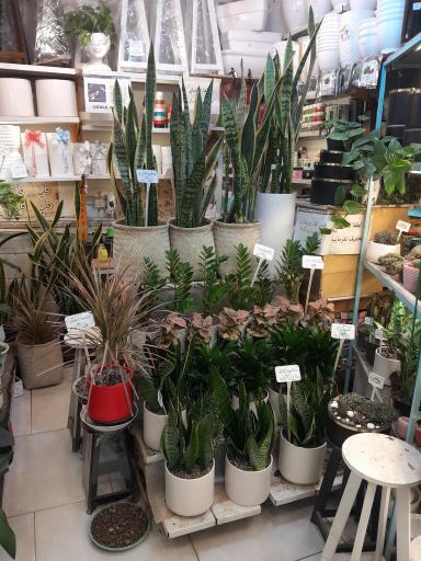 عکس گل رویایی