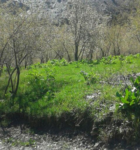 عکس روستا ابرده
