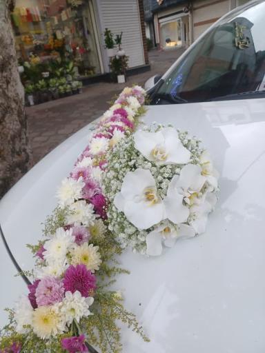 عکس گل فروشی ویولت