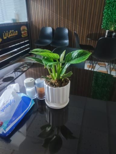 عکس فست‌فود ژینوویچ