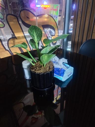 فست‌فود ژینوویچ