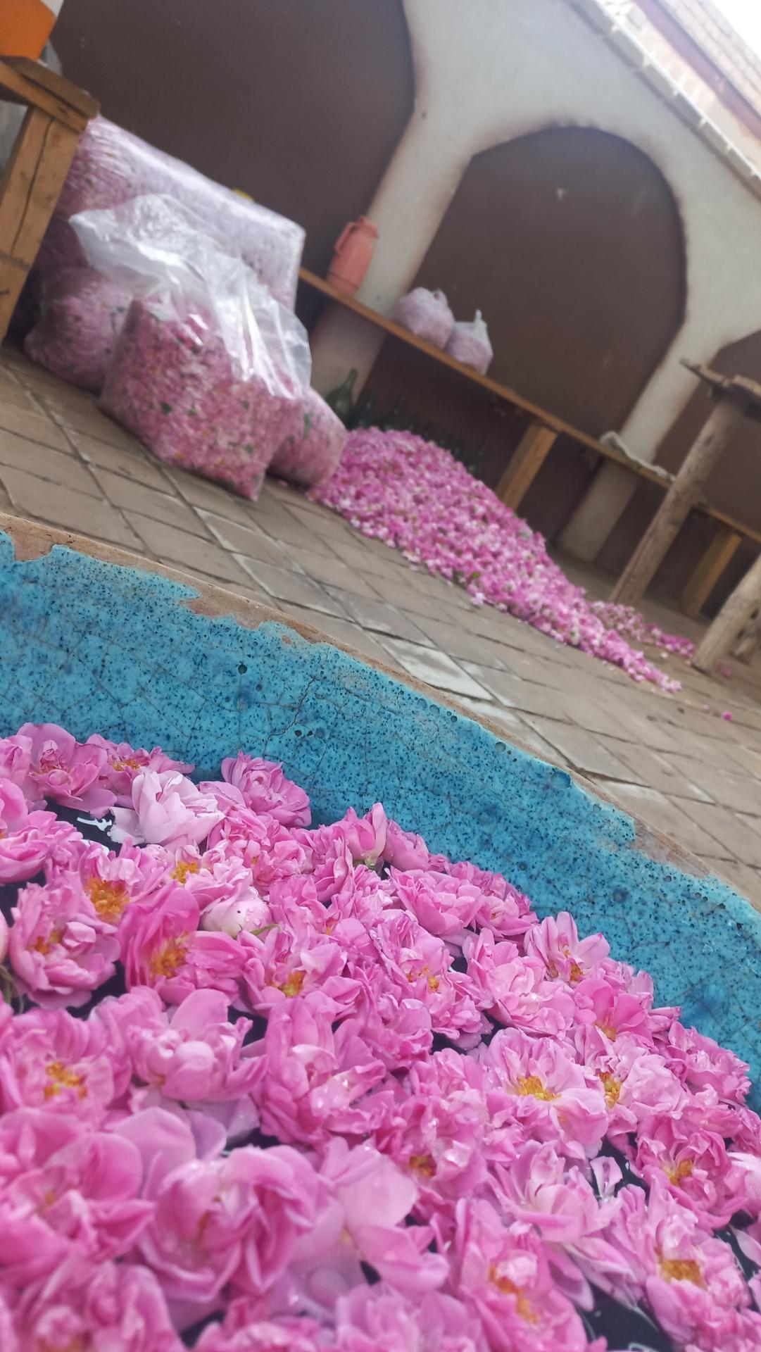 عکس کارگاه گلابگیری و عرقیات سنتی برادران رجب‌پور