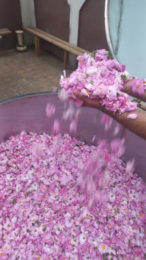 عکس کارگاه گلابگیری و عرقیات سنتی برادران رجب‌پور