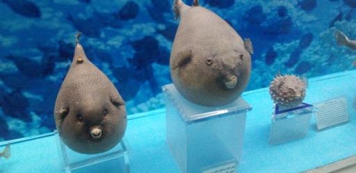 موزه گنجینه قرآن و نفایس