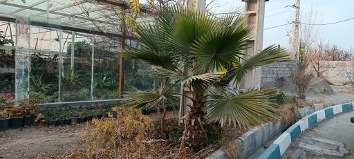 عکس گلخانه کاشانی