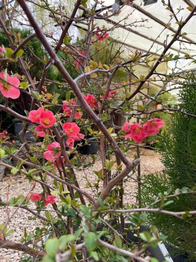 عکس گلخانه کاشانه سبز