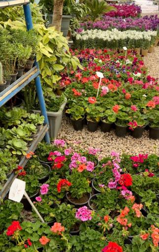 عکس گلخانه کاشانه سبز