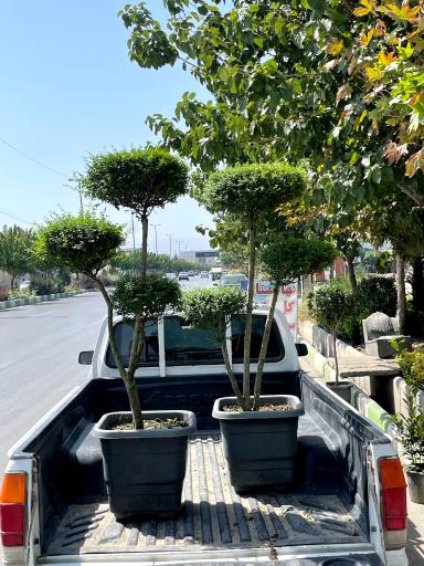 عکس گل و گیاه ذاکری