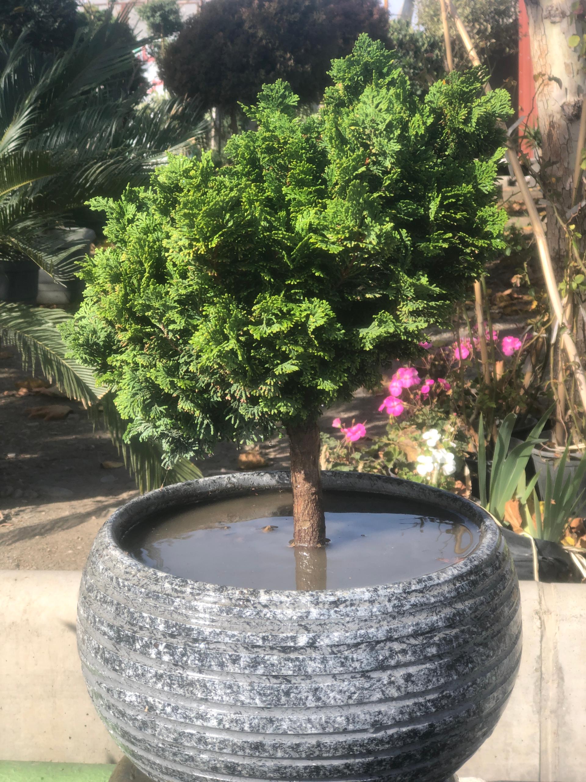 عکس گل و گیاه ذاکری