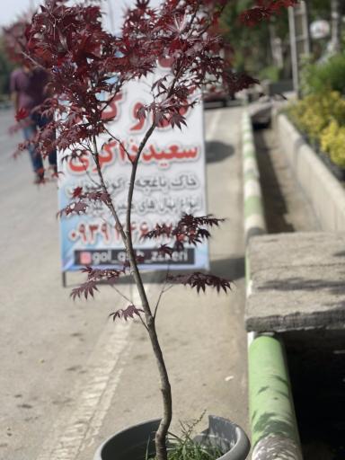 عکس گل و گیاه ذاکری