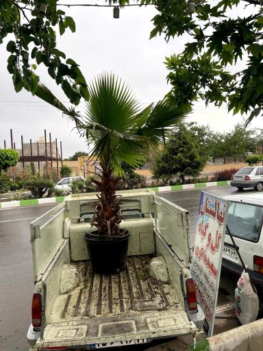 عکس گل و گیاه ذاکری