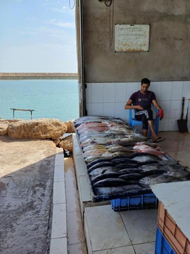 عکس بندر صیادی دوحه (ماهی فروشی)