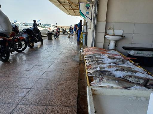 عکس بندر صیادی دوحه (ماهی فروشی)