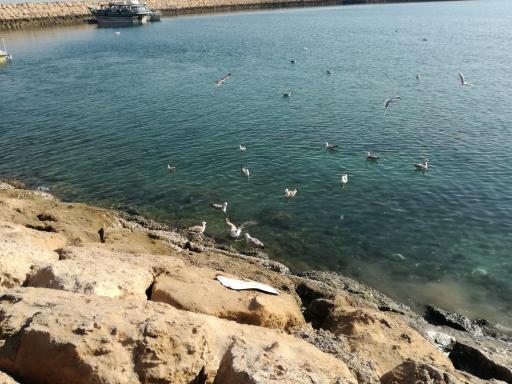 عکس بندر صیادی دوحه (ماهی فروشی)