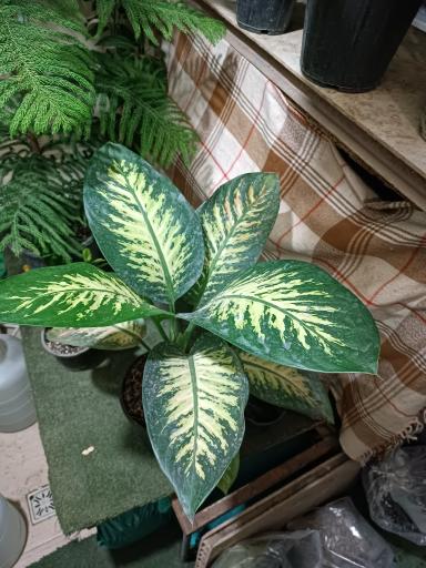 عکس گلفروشی طاها