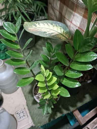 عکس گلفروشی طاها