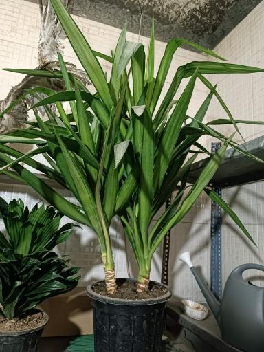 عکس گلفروشی طاها