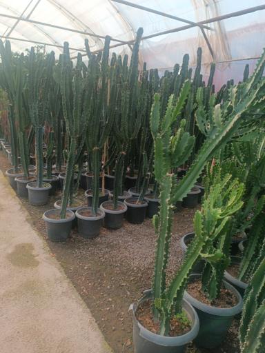 عکس گلفروشی طاها