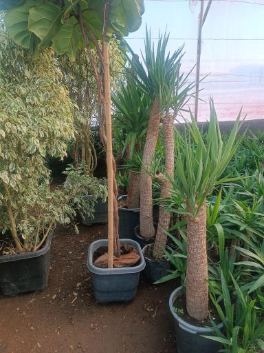 عکس گلفروشی طاها