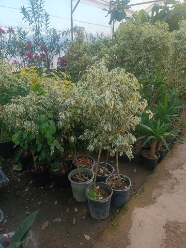 عکس گلفروشی طاها