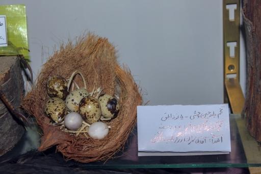 عکس موزه تاریخ طبیعی و حیات وحش اصفهان
