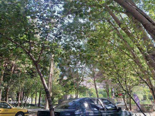 عکس پارک جنگلی فدک