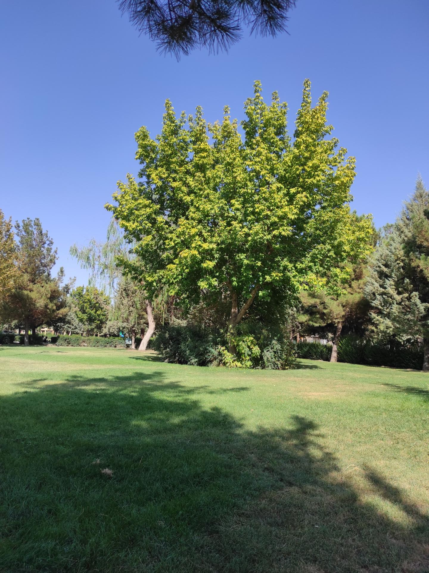 عکس بوستان سحر