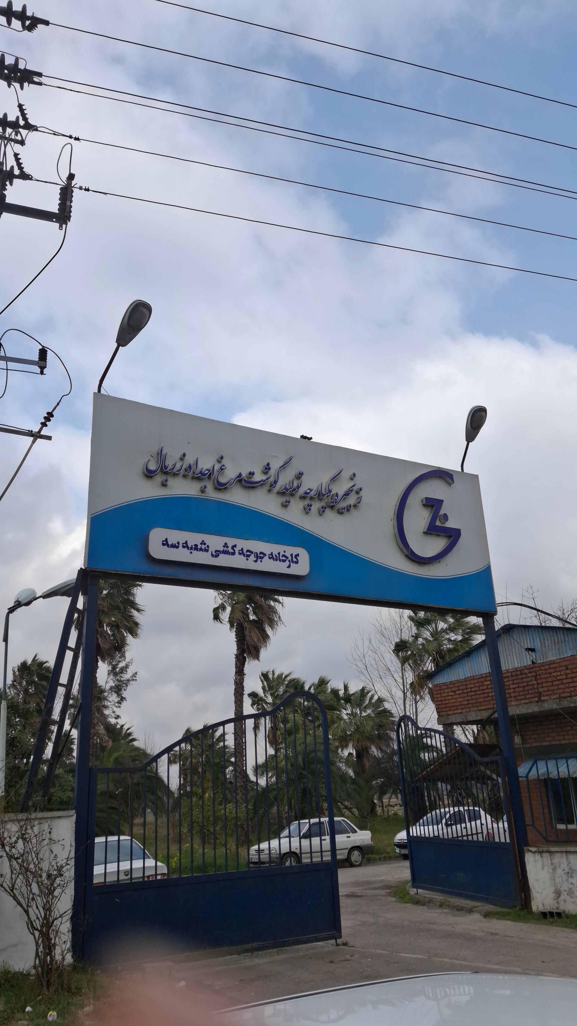 عکس جوجه کشی زربال آمل شعبه ۳