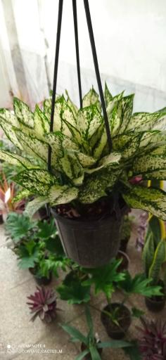 عکس گلفروشی ملیا