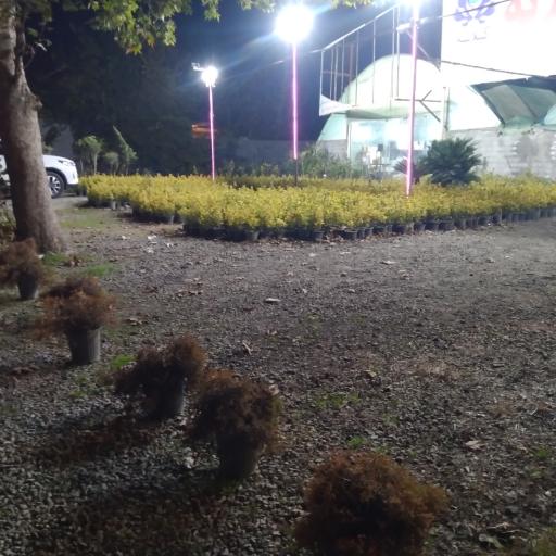 عکس گل و گلدان گیلانه