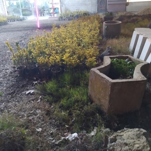 عکس گل و گلدان گیلانه