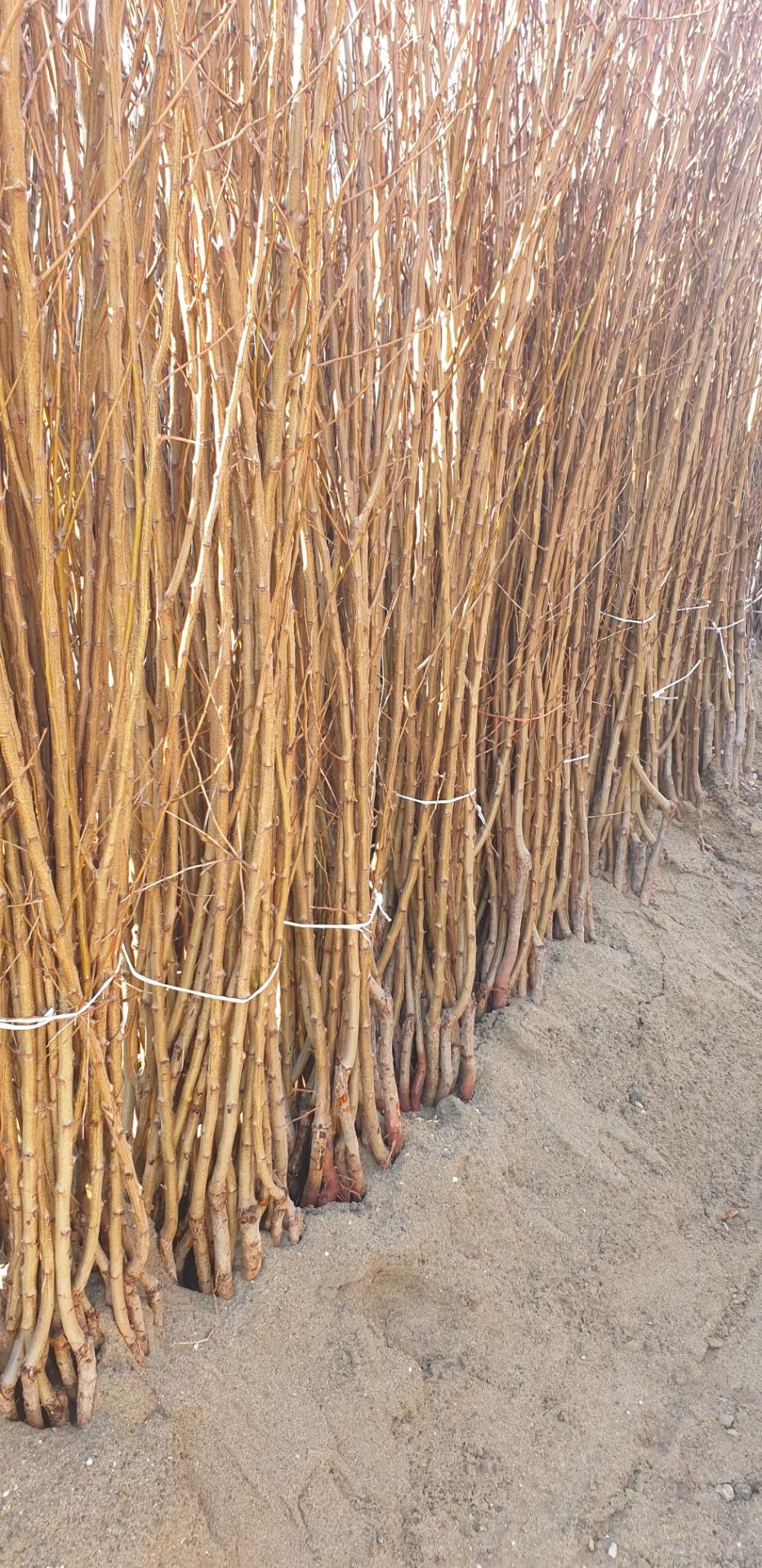 عکس نهالستان اکین نهال