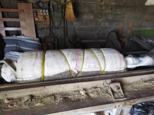 عکس نمدمالی