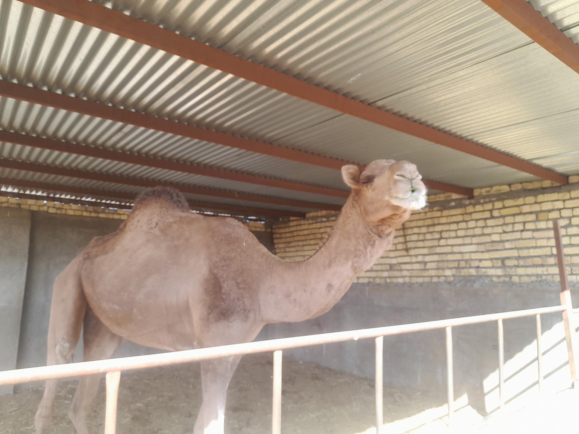 عکس دامداری رهنما 