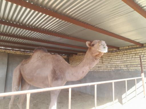 عکس دامداری رهنما 