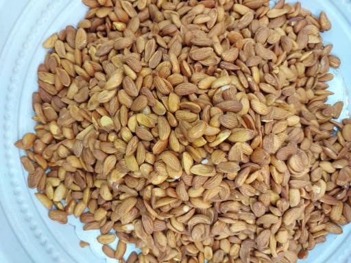 عکس هایپر شیرینی  هامون